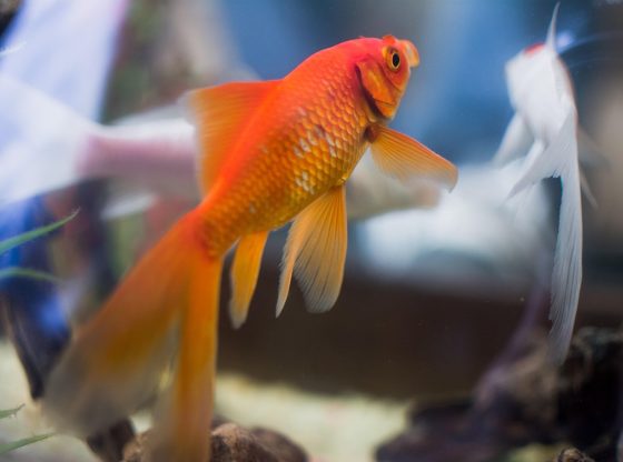 Best Online Casino Mega Fishing Malaysia Free Credit 2026