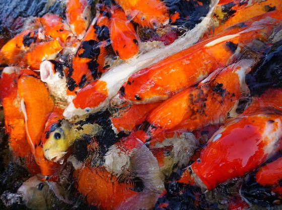 Mega Fishing 2026: Identify & Target High-Value Fish for Ultimate Profit