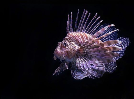 Trigger Mega Jackpots: Fishing Arcade Game Strategies 2026