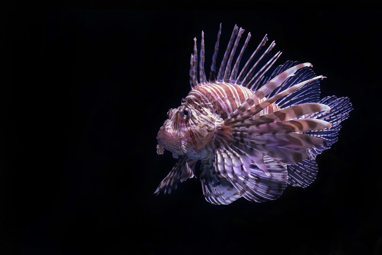 Trigger Mega Jackpots: Fishing Arcade Game Strategies 2026