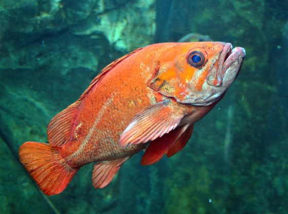 Expert Guide: How to play Mega Fishing