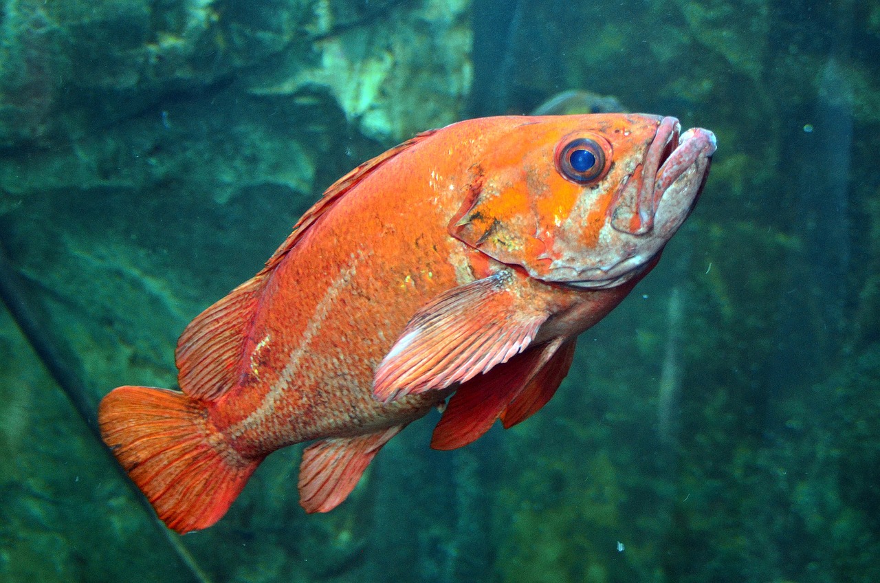 Expert Guide: How to play Mega Fishing