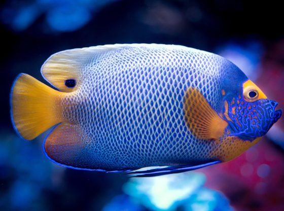 Guide: What are the special fish in Mega Fishing and their values 2026