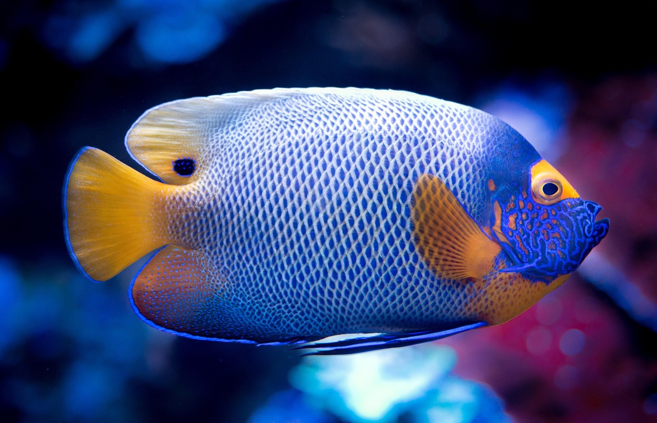 Guide: What are the special fish in Mega Fishing and their values 2026