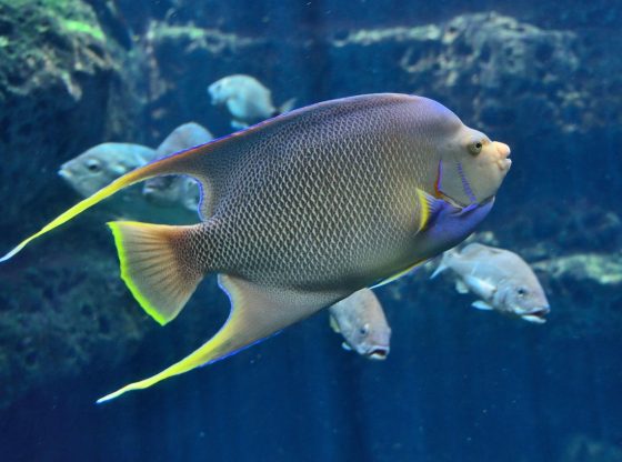 Master Fishing Game Cannon Upgrades in 2026
