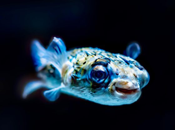 Mega Fishing Bonus 2026: Malaysia's Best Welcome Offer