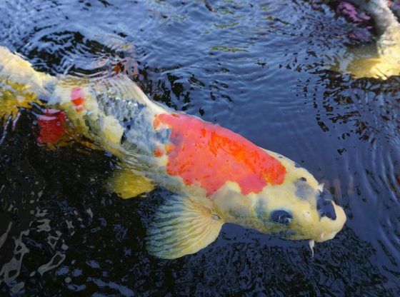 Mega Fishing Game Malaysia: 2026 Ultimate Guide