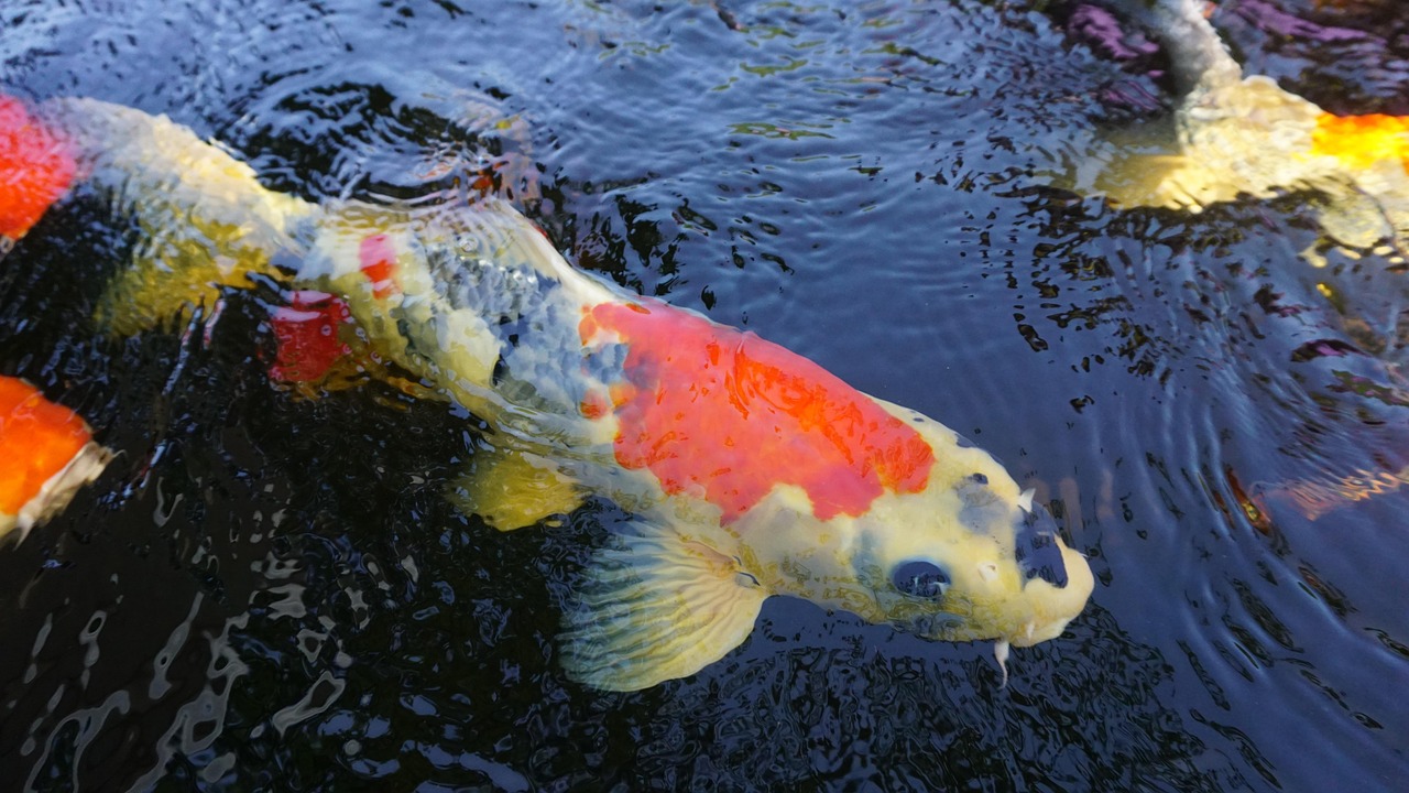 Mega Fishing Game Malaysia: 2026 Ultimate Guide