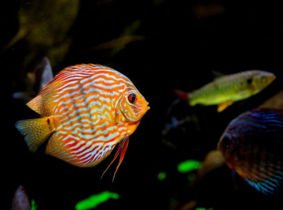 Ultimate Boss Fish Guide Mega Fishing
